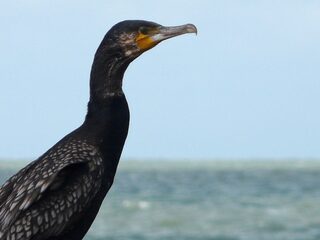 Uitzending 5 augustus