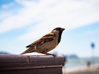 Speellijst 4 januari 2020