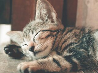 Speellijst 1 februari 2020