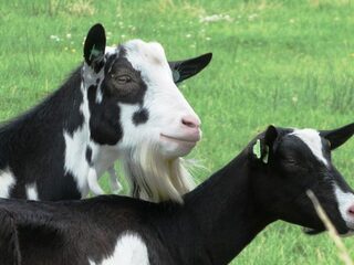 Uitzending 6 oktober 2019