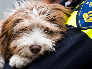 Zo voorkom je bijten door honden
