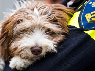 Zo voorkom je bijten door honden