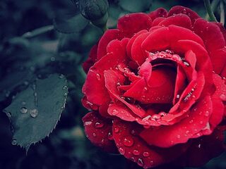 Speellijst 6 december