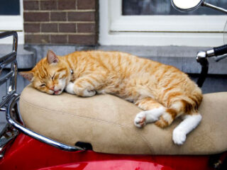 Dieren op sociale media