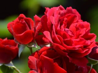 gevonden: zoon van overleden Roel Flapper