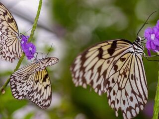 Uitzending 25 februari