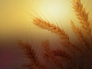 Uitzending 11 februari