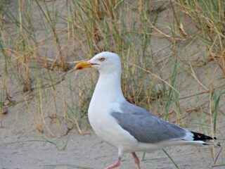 Uitzending 12 augustus