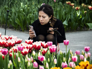 De poorten van De Keukenhof openen vandaag