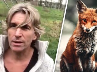 René Schuurmans krijgt ongewenst bezoek van een vos