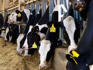 Wageningen Universiteit verwacht nauwelijks PFAS in vlees en melk van koeien